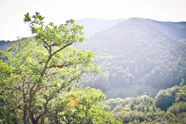 Vistas al árbol y a la montaña.