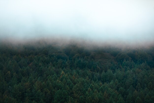 Vistas a un bosque con colores otoñales