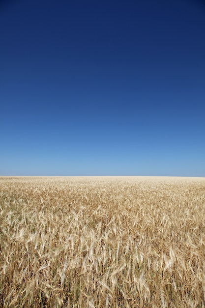 vistas de un campo de arroz