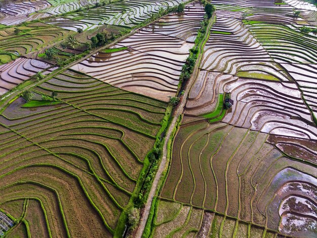 Vistas de los campos de arroz indonesios con hermosas y coloridas cuencas en terrazas