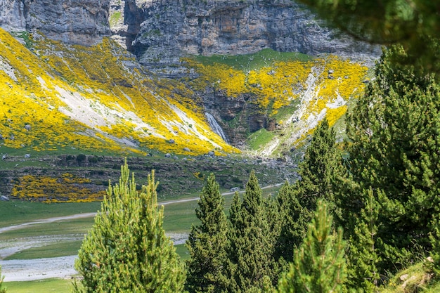 Vistas de la cascada Cola de Caballo en el fondo entre los pinos en el Parque Nacional de Ordesa y Monte Perdido Aragón Huesca España