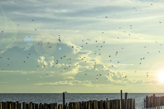 Vistas del cielo y gaviotas a lo largo de la costa.