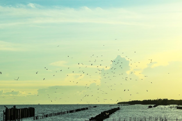 Vistas del cielo y pájaros a lo largo de la costa.