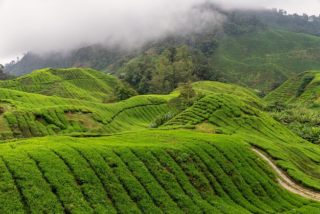 Vistas da plantação de chá em Cameron Highlands