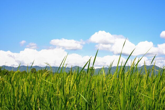 Foto vistas de campos de arroz verdes e as montanhas naturais de salak bogor