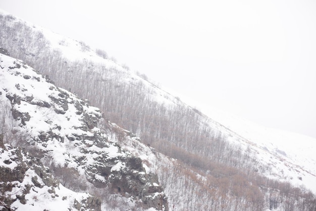 vistas de grandes árvores na floresta de inverno