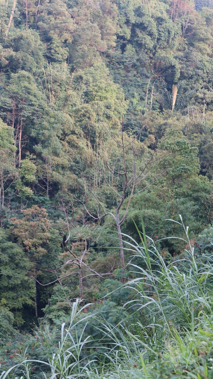 vistas del desierto con árboles de bambú y árboles verdes