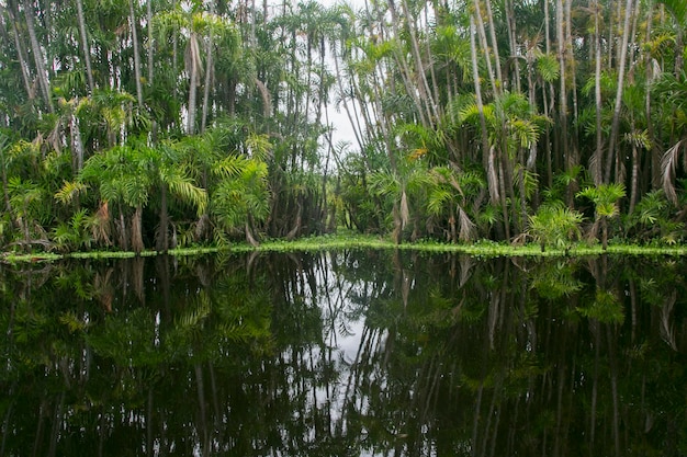 Vistas do Lago Cuipari, na Selva Peruana