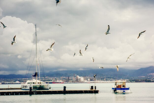 Vistas fantásticas da marina com barcos e gaivotas circulando.