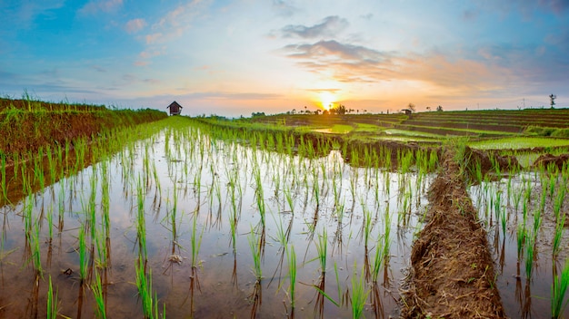 Vistas panorámicas de campos de arroz con luz solar en el norte de bengkulu