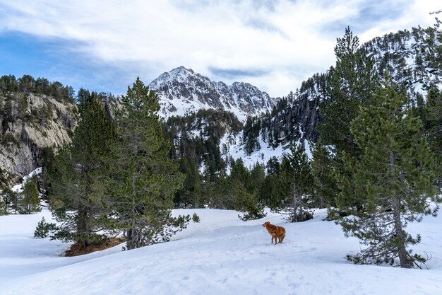 Vistas del Parque Nacional de Aiguestortes y el lago de Sant Maurici con un perro.