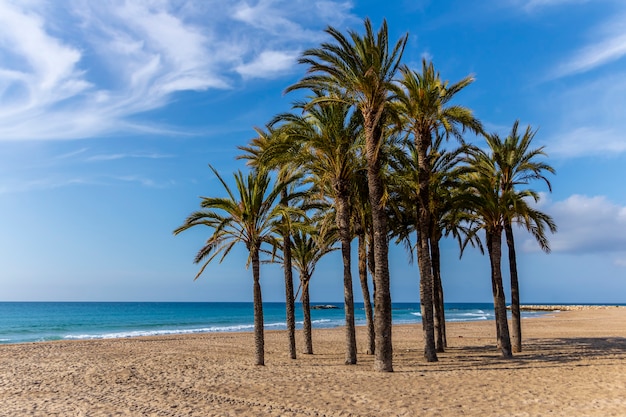 Vistas de la playa de Villajoyosa con sus palmeras en primer plano, Alicante, España.