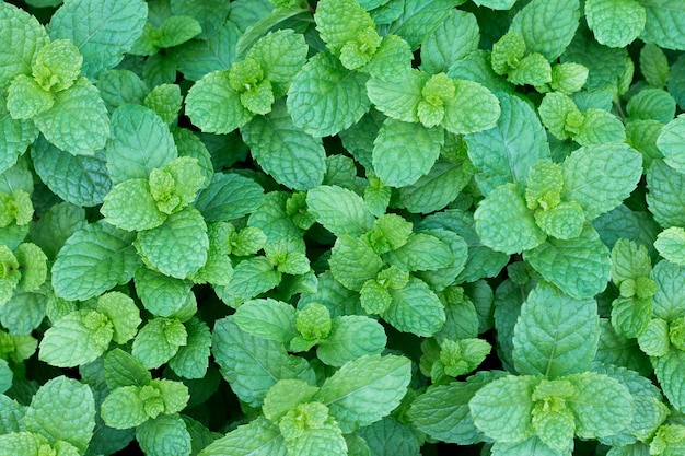 Vistas superiores de hojas frescas de la menta en jardín.