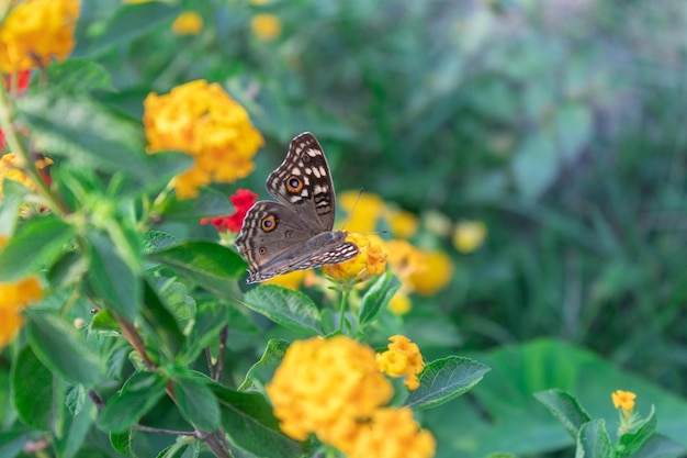 Vistas superiores de mariposas sentadas en flores rojas de lantana camara Enfoque selectivo en mariposas y flores amarillas