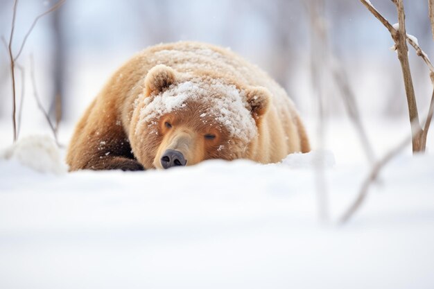 Foto un vistazo del oso hibernando a través del montículo de nieve