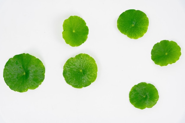 Visto desde arriba vaso de vidrio que contiene agua y Centella asiatica decorado con erlenmeyer