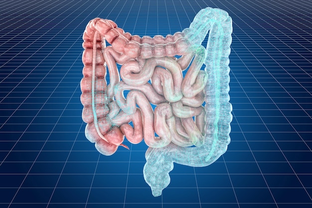 Visualización del modelo CAD en 3D de la representación 3D del intestino humano