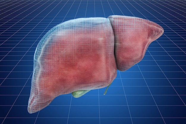 Visualización de modelos CAD en 3D de representación 3D del hígado humano