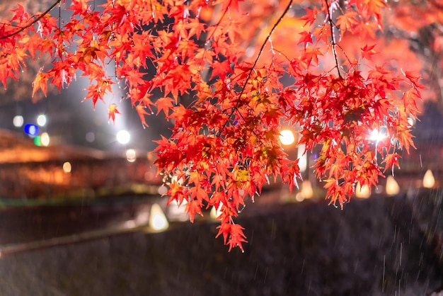 Visualización nocturna de los coloridos árboles en otoño en Fujikawaguchiko junto al lago Kawaguchi en Japón