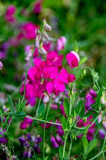 Visualizar período de floração da ervilha de prado selvagem