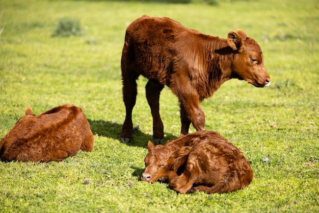 Vitelos animais domésticos a desfrutar de terras agrícolas