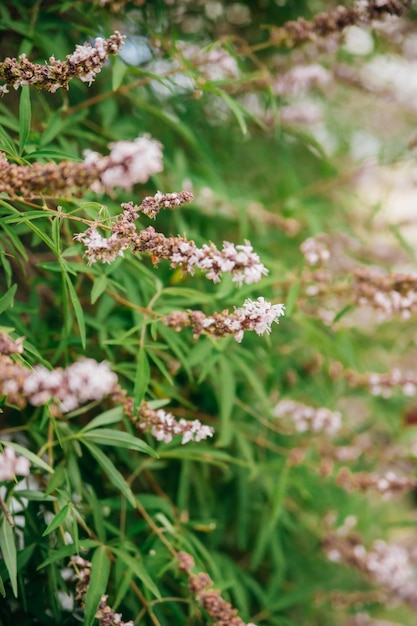 Vitex agnuscastus auch Vitex Mönchspfeffer oder Mönchspfeffer genannt Garten- oder Parkdekoration Lange schöne lila Blüten