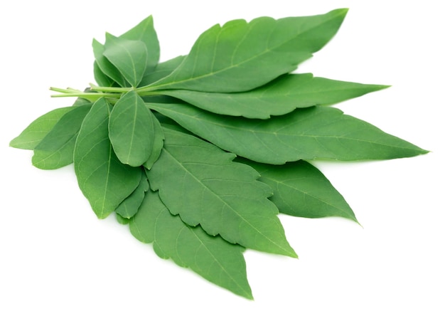 Vitex Negundo oder medizinische Nishinda-Blätter auf weißem Hintergrund