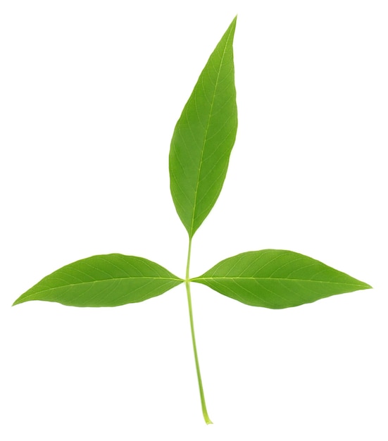 Vitex Negundo oder medizinische Nishinda-Blätter
