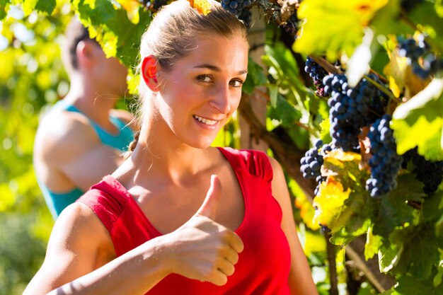 Viticultor colhendo uvas na época da colheita