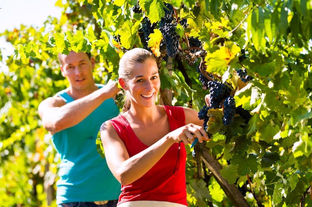 Viticultor colhendo uvas na época da colheita