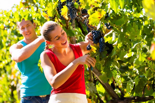 Viticultor colhendo uvas na época da colheita