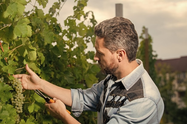 Viticultor cortando racimos de uvas propietario de viñedo masculino viticultor profesional en granja de uva