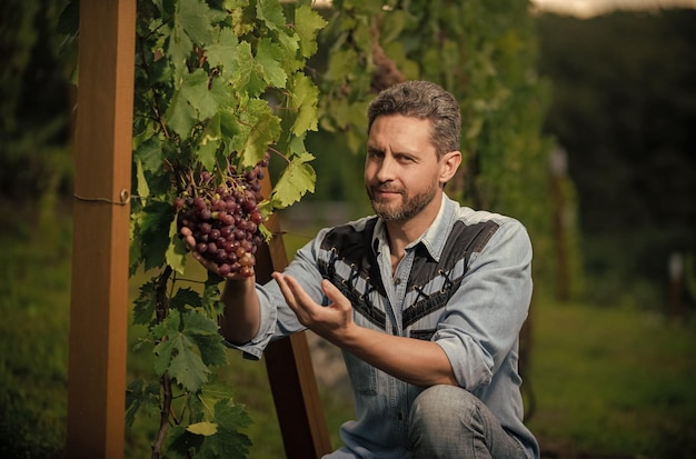 Viticultor profissional do proprietário do vinhedo masculino na colheitadeira do homem da fazenda de uvas na colheita do verão