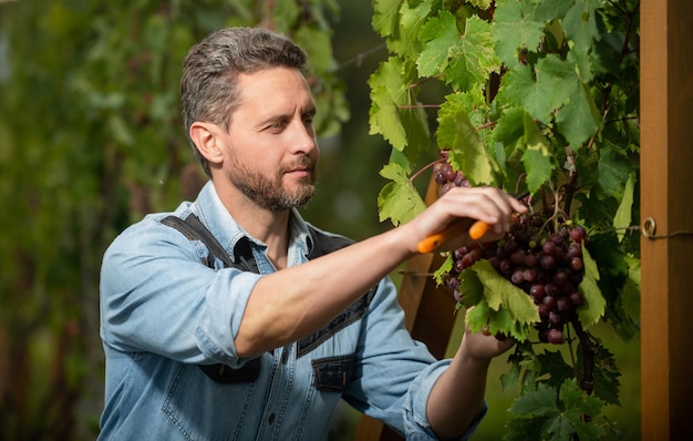 Viticultor profissional na colheitadeira de uvas no produtor de vinho de colheita de verão