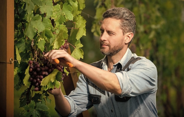 Viticultor profissional na colheitadeira de uvas no produtor de vinho de colheita de verão