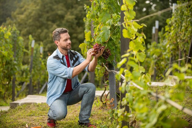 Viticultor con racimo de uvas viña macho propietario viticultor profesional