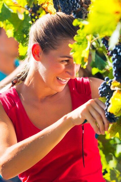 Viticultor recogiendo uvas en época de cosecha