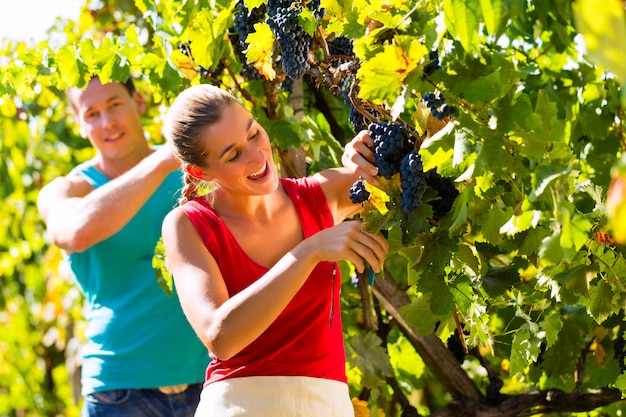 Viticultor recogiendo uvas en época de cosecha