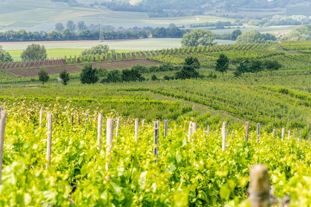 viticultura alrededor de Loerzweiler