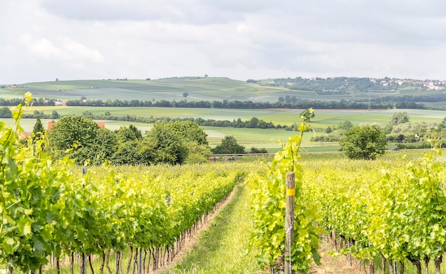 viticultura alrededor de Loerzweiler