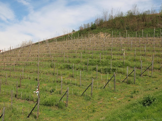 Vitis de vid en una colina