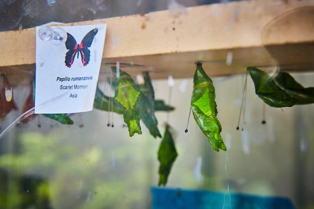 Vitrina con capullos para mariposas