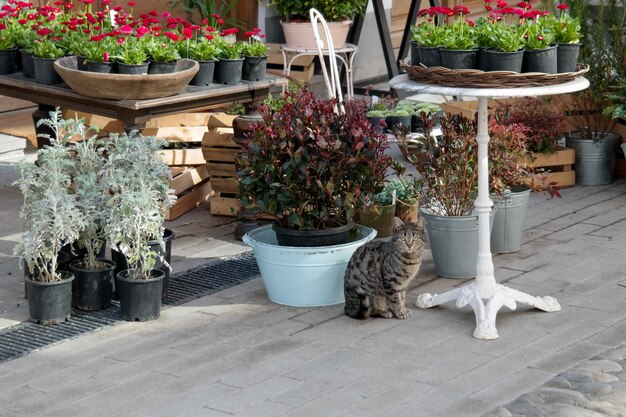 Foto una vitrina con plantas de interior en el mercado un gato sentado a su lado tbilisi georgia