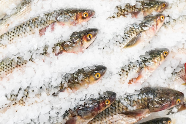 Vitrina refrigerada com peixe fresco no gelo na seção de frutos do mar do supermercado