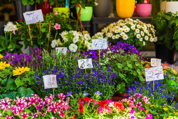 Vitrine einer Blumentheke mit Preisschildern für Blumen