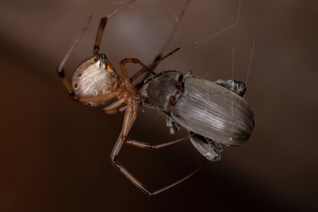 Viuda marrón adulta hembra de la especie Latrodectus geometricus depredando un escarabajo