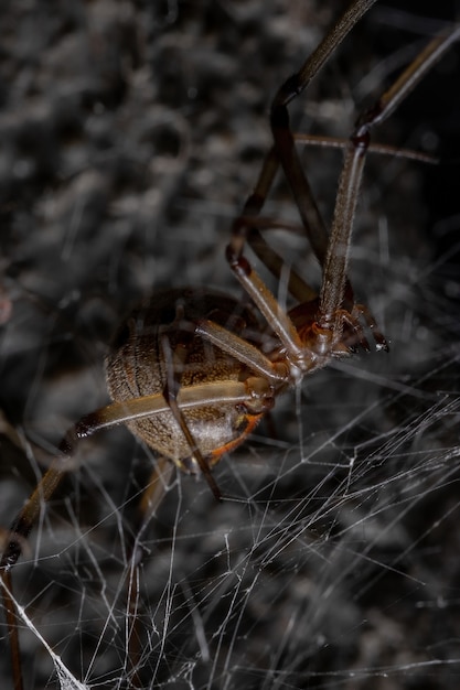 Foto viúva marrom adulta da espécie latrodectus geometricus