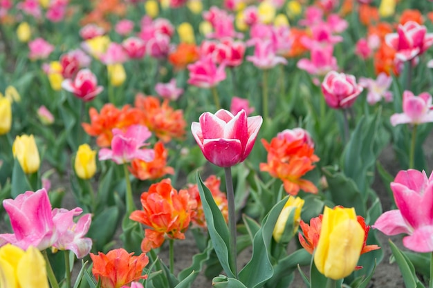 Viva brillantemente. recoger el ramo. flores vibrantes multicolores. campo con tulipán en países bajos. campo de tulipanes con varios tipos y colores. naturaleza paisaje turismo en Europa. flores frescas de primavera.