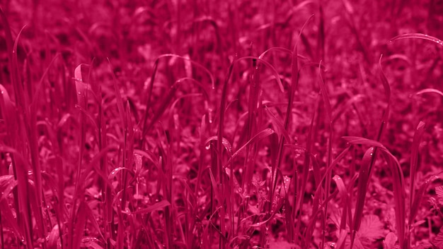 Viva color magenta de la hierba del año 2023 con gotas de rocío de cerca Macrofotografía de hierba mojada