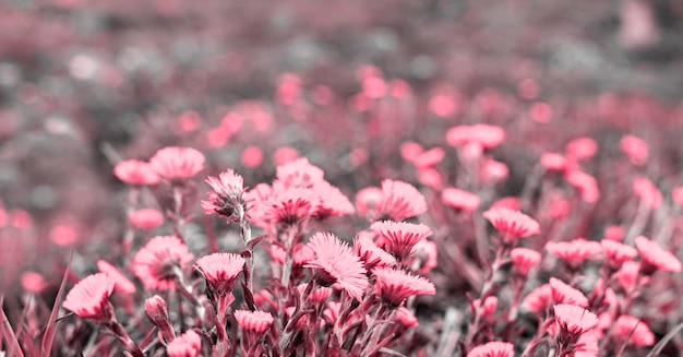 Viva Magenta color del año 2023 Prado con flores rosadas fondo de planta madre y madrastra
